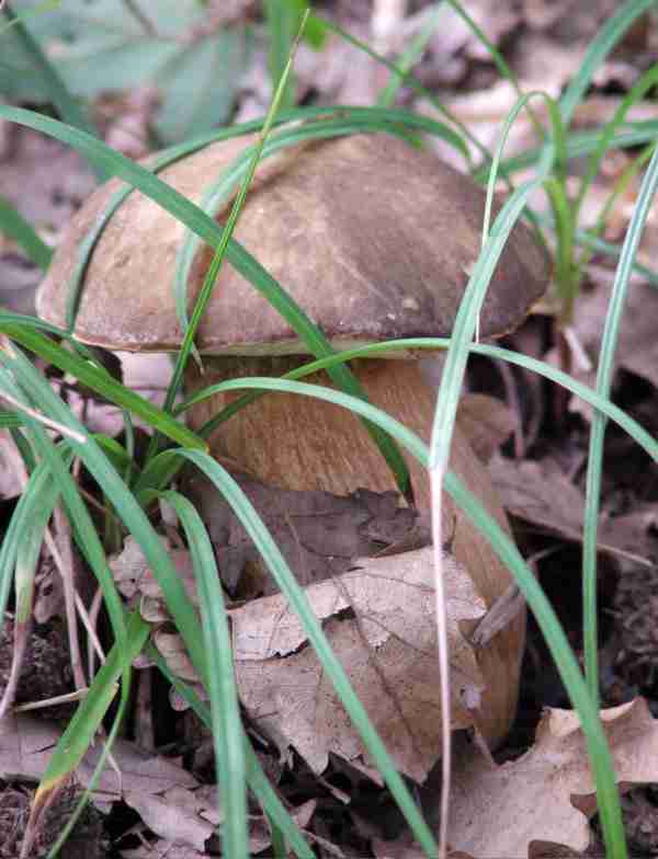  Image name: 60 Porcino.jpg 
 width: 600 pixel 
 height: 784 pixel 
 Size: 30139 bytes 
 Click to enlarge 